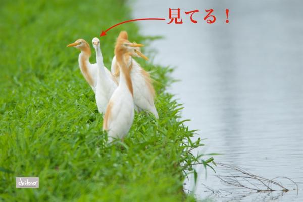 ファイル名: 800_3554-2.jpg
ファイルサイズ: 412.3KB
→クリックで元のサイズを表示 800_3554-2