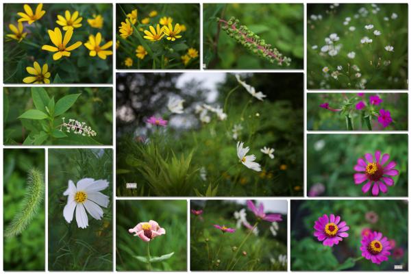 ファイル名: flowers.jpg
ファイルサイズ: 824.6KB
→クリックで元のサイズを表示 flowers