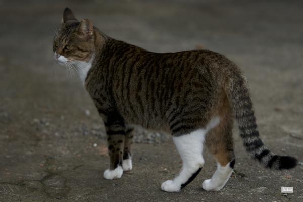 ファイル名: 800_9902.jpg
ファイルサイズ: 760.8KB
→クリックで元のサイズを表示 800_9902