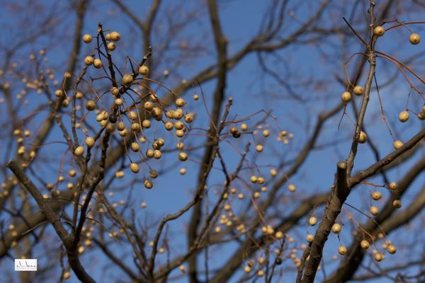 ファイル名: DFD_1053.jpg
ファイルサイズ: 202.7KB
→クリックで元のサイズを表示 DFD_1053