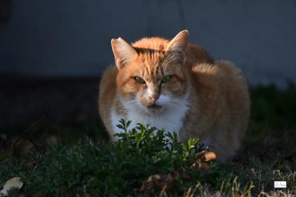 ファイル名: 500_1243.jpg
ファイルサイズ: 737.1KB
→クリックで元のサイズを表示 500_1243