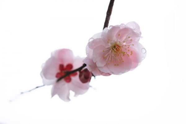 ファイル名: OGURI5.jpg
ファイルサイズ: 189.9KB
→クリックで元のサイズを表示 OGURI5