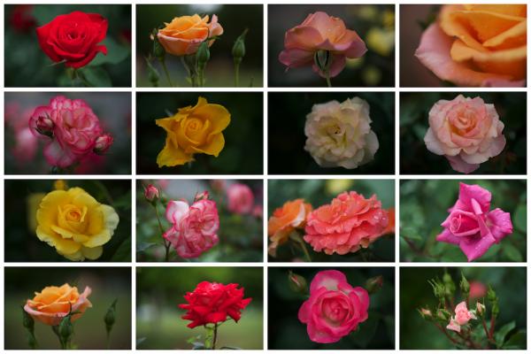 ファイル名: roses1.jpg
ファイルサイズ: 716KB
→クリックで元のサイズを表示 roses1