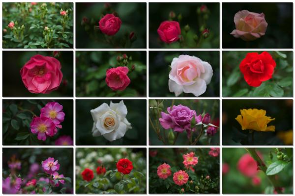 ファイル名: roses2.jpg
ファイルサイズ: 724.1KB
→クリックで元のサイズを表示 roses2