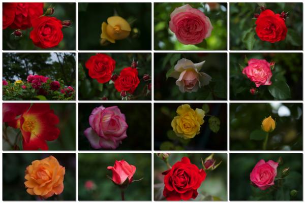ファイル名: roses3.jpg
ファイルサイズ: 725.9KB
→クリックで元のサイズを表示 roses3