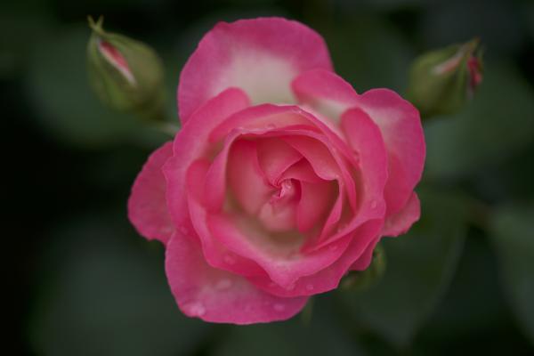 ファイル名: DFD_3947.jpg
ファイルサイズ: 580.8KB
→クリックで元のサイズを表示 DFD_3947