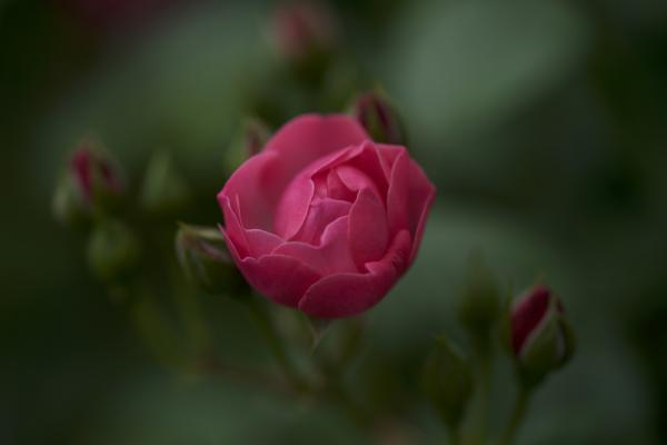 ファイル名: DFD_4068.jpg
ファイルサイズ: 557.1KB
→クリックで元のサイズを表示 DFD_4068