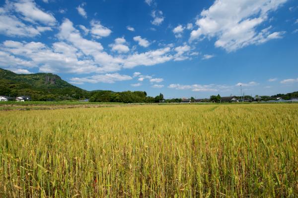 ファイル名: 800_5555.jpg
ファイルサイズ: 1.17MB
→クリックで元のサイズを表示 800_5555