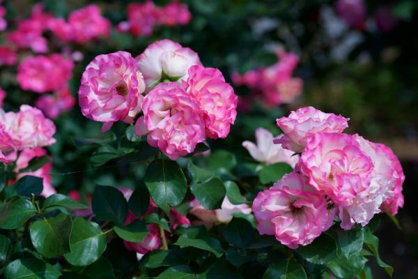ファイル名: DFD_4417.jpg
ファイルサイズ: 858.3KB
→クリックで元のサイズを表示 DFD_4417