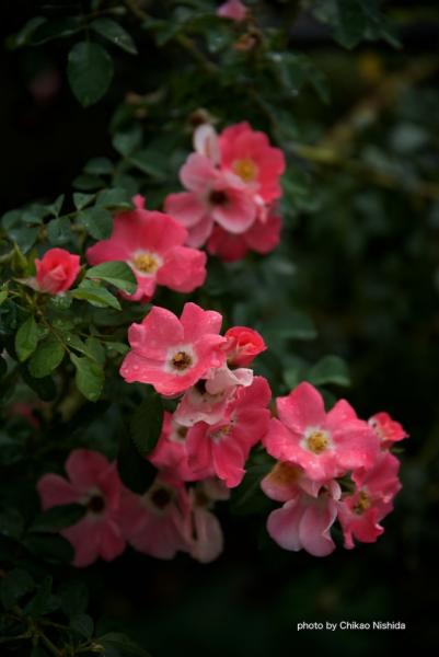 ファイル名: D75_6124.jpg
ファイルサイズ: 301.8KB
→クリックで元のサイズを表示 D75_6124