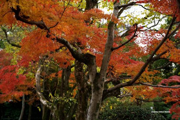 ファイル名: DFD_5909.jpg
ファイルサイズ: 414.9KB
→クリックで元のサイズを表示 DFD_5909