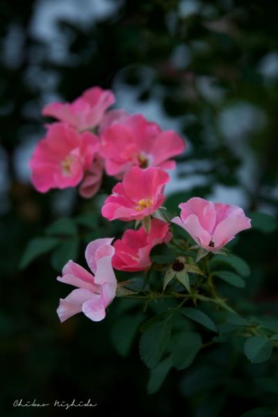 ファイル名: D75_3675.jpg
ファイルサイズ: 292.6KB
→クリックで元のサイズを表示 D75_3675