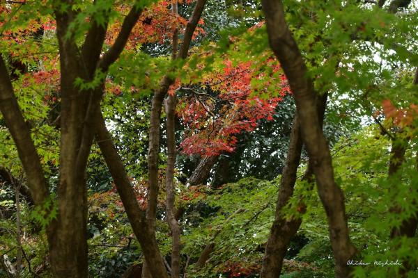 kasegawa1