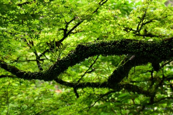 ファイル名: 850_1977.jpg
ファイルサイズ: 341.8KB
→クリックで元のサイズを表示 850_1977