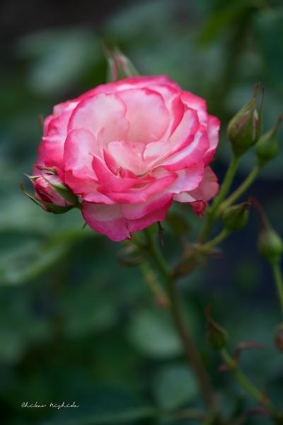 ファイル名: DFD_3579.jpg
ファイルサイズ: 283.2KB
→クリックで元のサイズを表示 DFD_3579