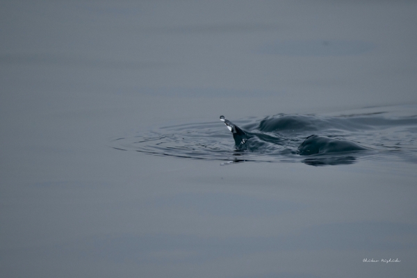 ファイル名: DSC_3285.jpg
ファイルサイズ: 451KB
→クリックで元のサイズを表示 DSC_3285