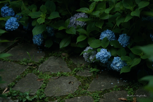 ファイル名: DFD_4424.jpeg
ファイルサイズ: 903KB
→クリックで元のサイズを表示 DFD_4424