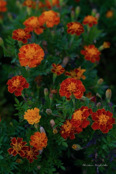 marigold-2