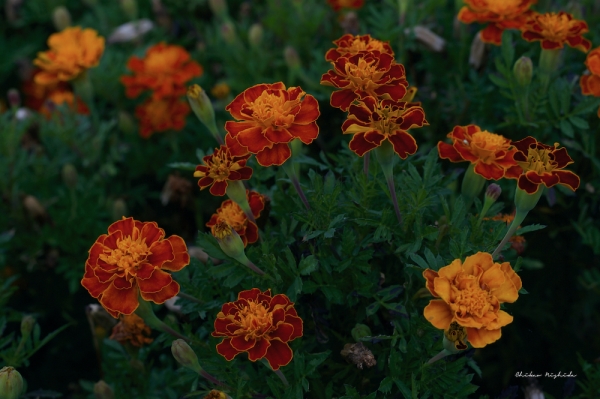 marigold-3