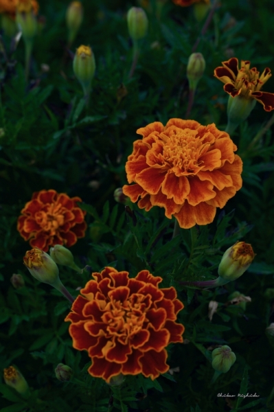 marigold-4