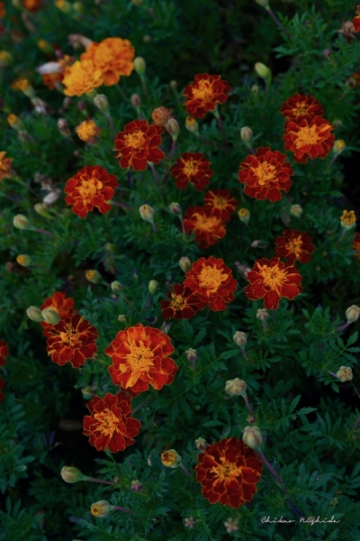 marigold-5