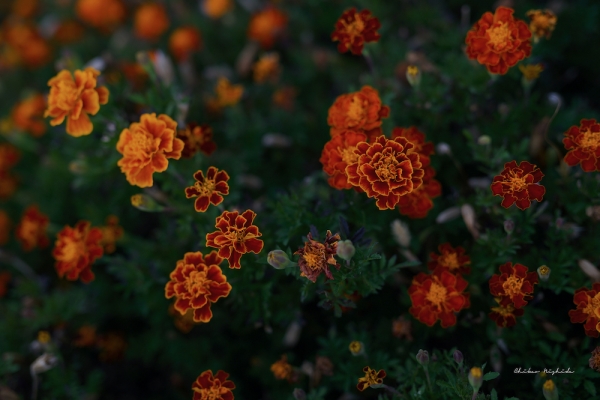 marigold-6