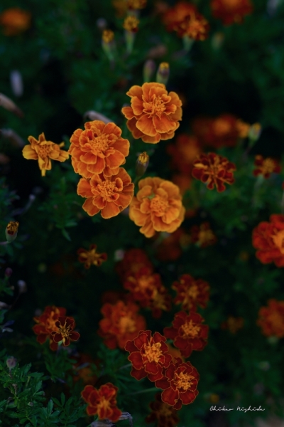 marigold-7