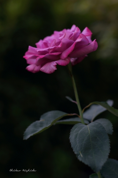 ファイル名: D85_0025.jpeg
ファイルサイズ: 296.2KB
→クリックで元のサイズを表示 D85_0025