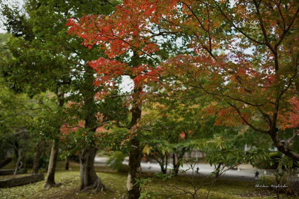 ファイル名: D85_1801.jpeg
ファイルサイズ: 1.23MB
→クリックで元のサイズを表示 D85_1801