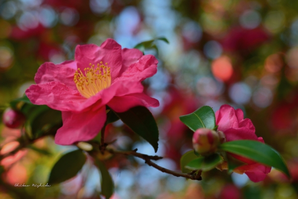 camellia-1