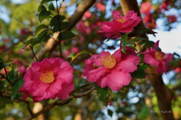 ファイル名: camellia-2.jpeg
ファイルサイズ: 822.6KB
→クリックで元のサイズを表示 camellia-2