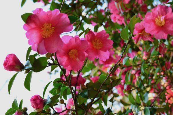 camellia-3