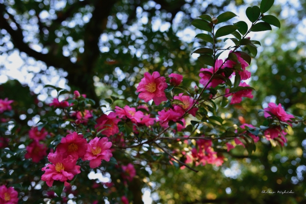 ファイル名: camellia-4.jpeg
ファイルサイズ: 951.7KB
→クリックで元のサイズを表示 camellia-4