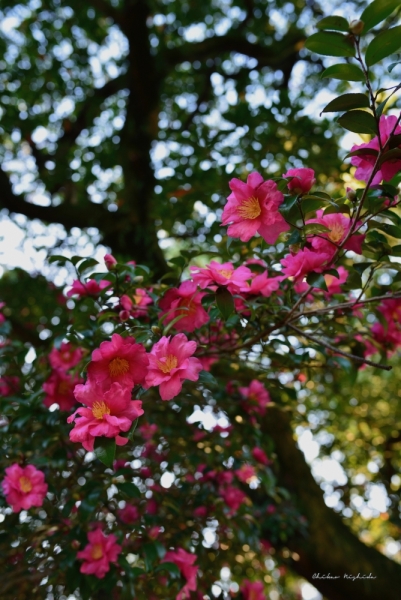 ファイル名: camellia-5.jpeg
ファイルサイズ: 536.5KB
→クリックで元のサイズを表示 camellia-5