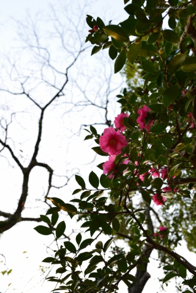 ファイル名: camellia-6.jpeg
ファイルサイズ: 506.9KB
→クリックで元のサイズを表示 camellia-6