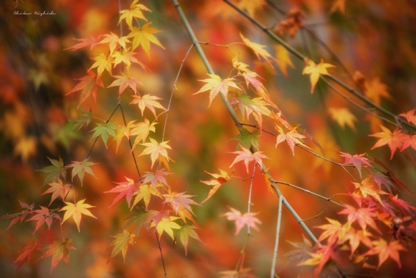 momiji