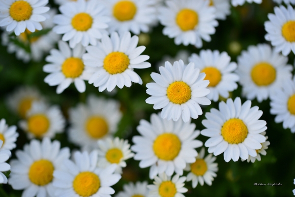 ファイル名: fowers-1.jpeg
ファイルサイズ: 667.3KB
→クリックで元のサイズを表示 fowers-1