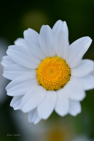 ファイル名: fowers-2.jpeg
ファイルサイズ: 314.5KB
→クリックで元のサイズを表示 fowers-2