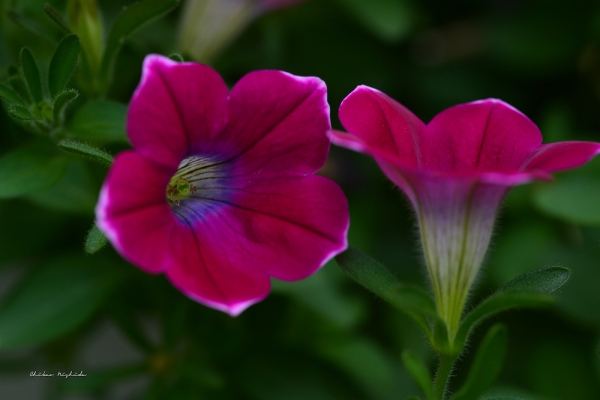 ファイル名: fowers-3.jpeg
ファイルサイズ: 717.4KB
→クリックで元のサイズを表示 fowers-3