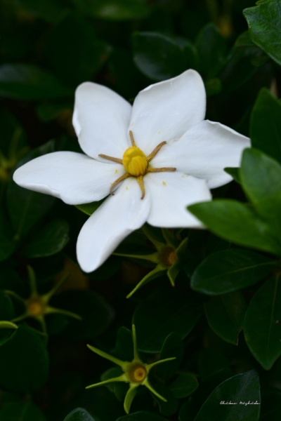 ファイル名: fowers-4.jpeg
ファイルサイズ: 331.2KB
→クリックで元のサイズを表示 fowers-4