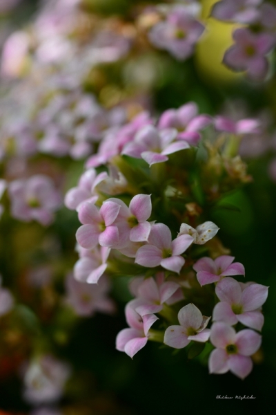 ファイル名: fowers-5.jpeg
ファイルサイズ: 337.8KB
→クリックで元のサイズを表示 fowers-5