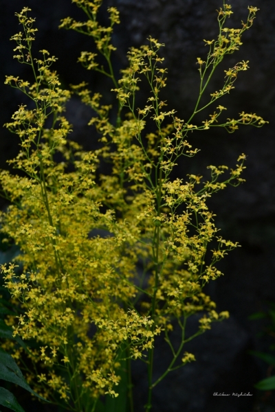 ファイル名: fowers-6.jpeg
ファイルサイズ: 552.2KB
→クリックで元のサイズを表示 fowers-6