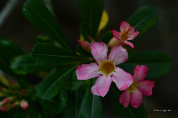 ファイル名: fowers-7.jpeg
ファイルサイズ: 575.4KB
→クリックで元のサイズを表示 fowers-7