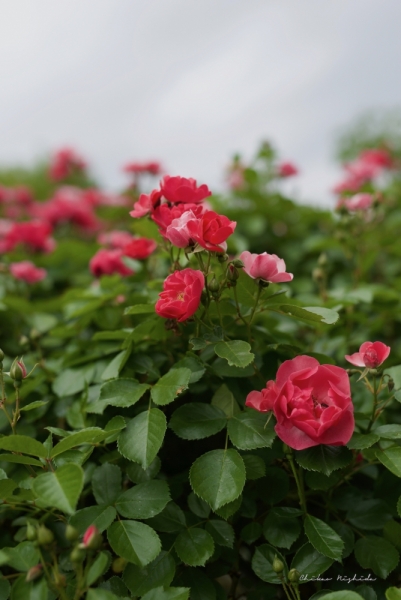 ファイル名: roses-0.jpeg
ファイルサイズ: 375KB
→クリックで元のサイズを表示 roses-0