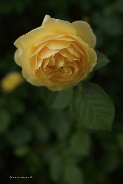 ファイル名: roses-2.jpeg
ファイルサイズ: 281.7KB
→クリックで元のサイズを表示 roses-2