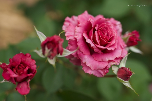 ファイル名: rosegarden-1.jpeg
ファイルサイズ: 639.4KB
→クリックで元のサイズを表示 rosegarden-1