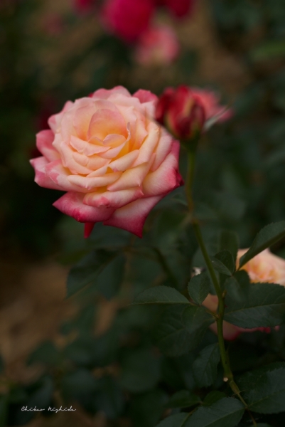 rosegarden-2