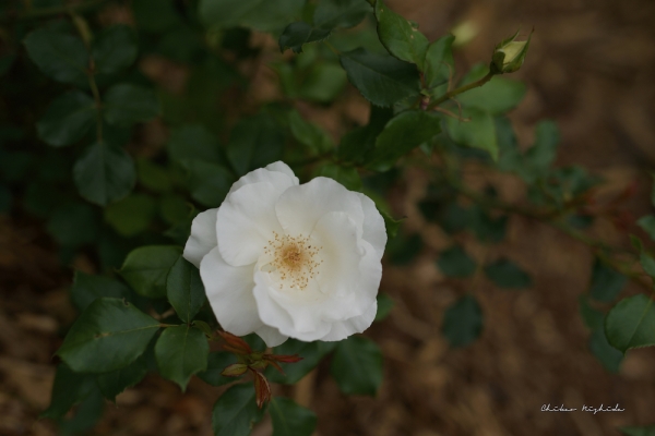 ファイル名: rosegarden-3.jpeg
ファイルサイズ: 584.8KB
→クリックで元のサイズを表示 rosegarden-3