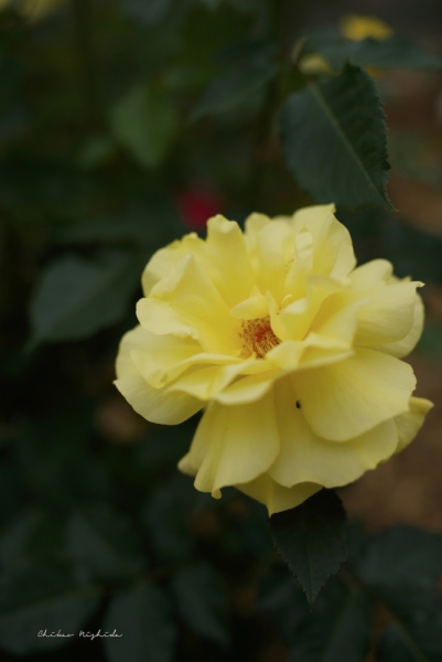ファイル名: rosegarden-4.jpeg
ファイルサイズ: 287.9KB
→クリックで元のサイズを表示 rosegarden-4