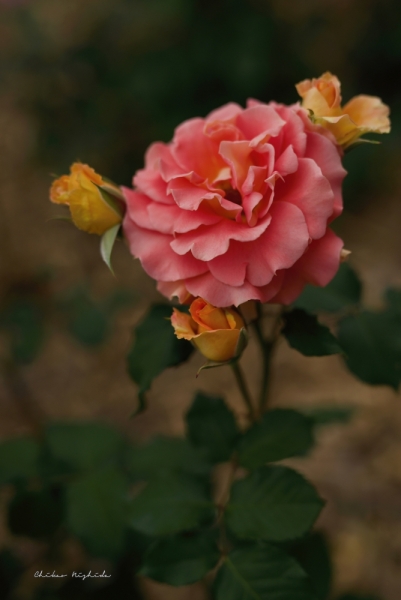 ファイル名: rosegarden-5.jpeg
ファイルサイズ: 307.9KB
→クリックで元のサイズを表示 rosegarden-5